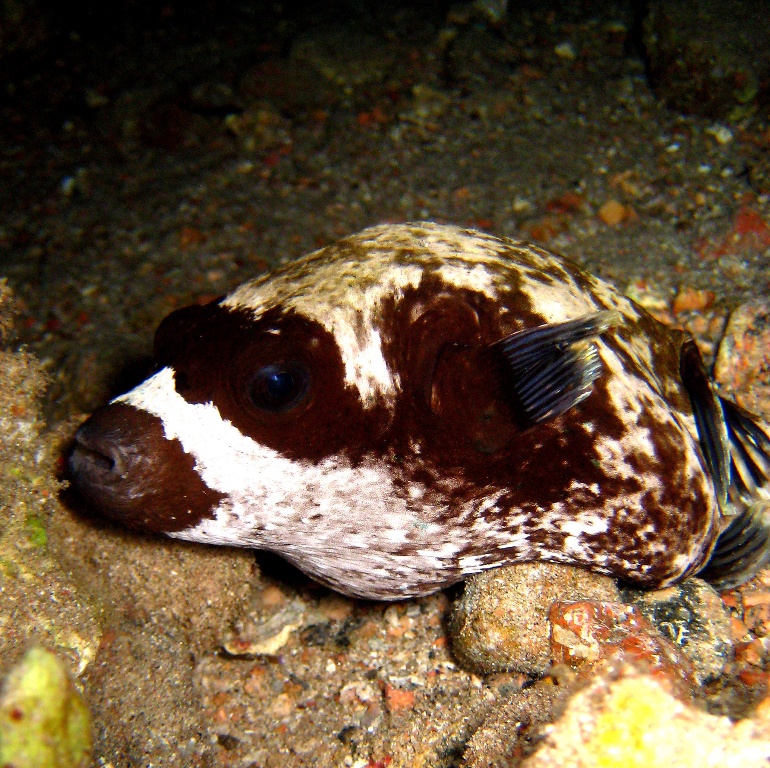 Масковый иглобрюх.