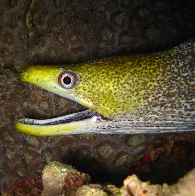 Волнистая мурена.