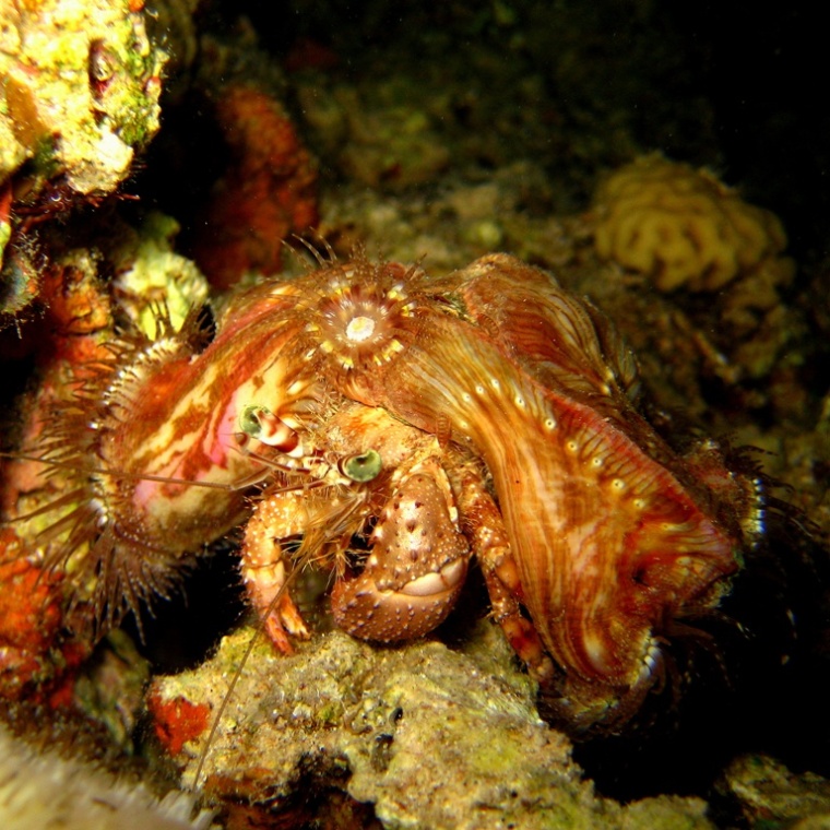 Рак-отшельник. Рак-отшельник.