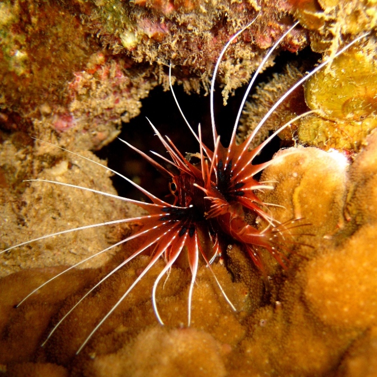 Лучистая крылатка. Лучистая крылатка.