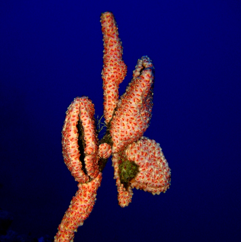 Абрикосовые асцидии. Абрикосовые асцидии.