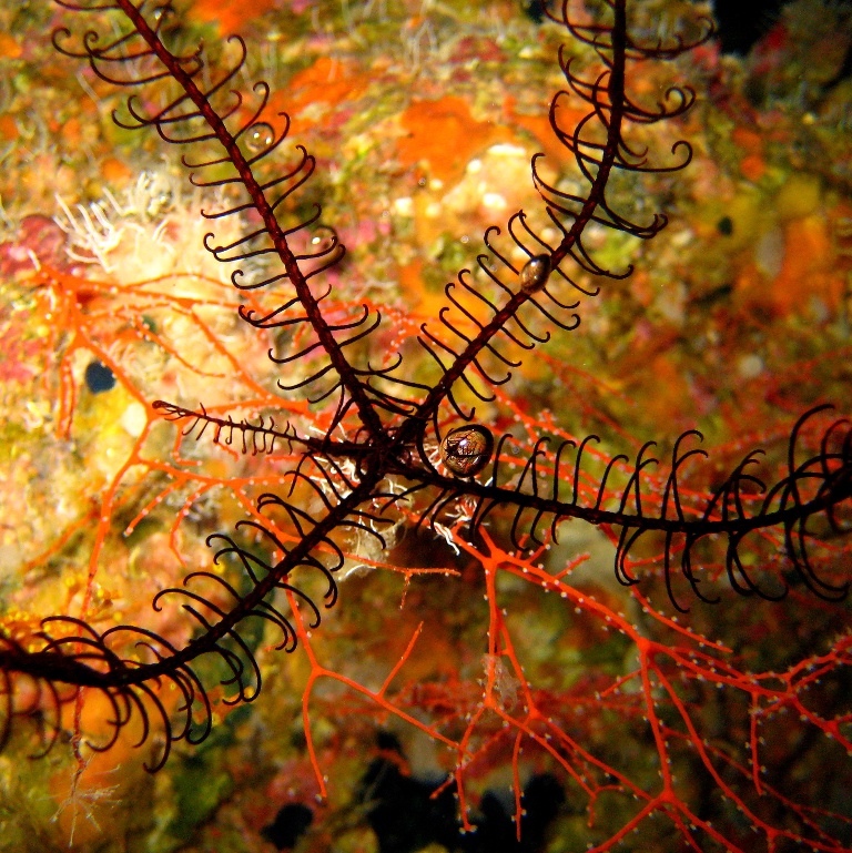 Морская лилия. Морская лилия.