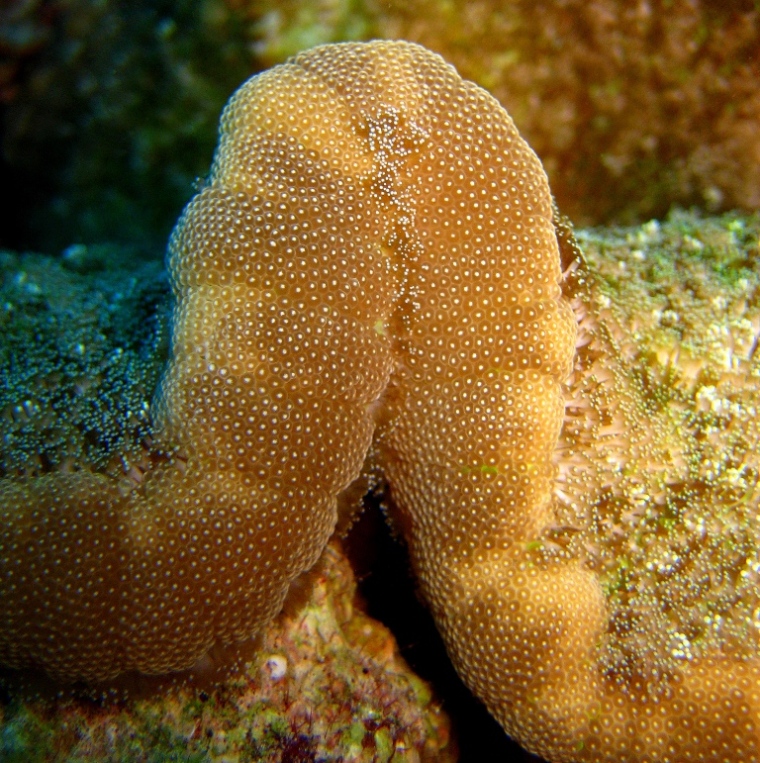 Липкая актиния. Липкая актиния.