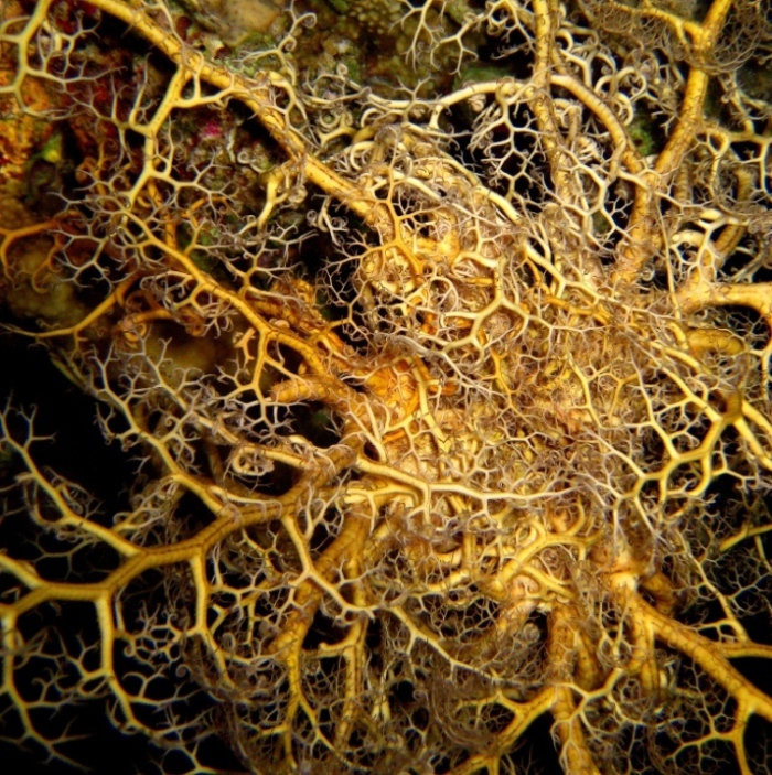 Горгоноцефал, офиура. Горгоноцефал, офиура.