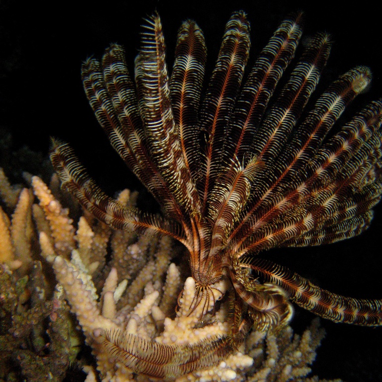 Морская лилия. Морская лилия.