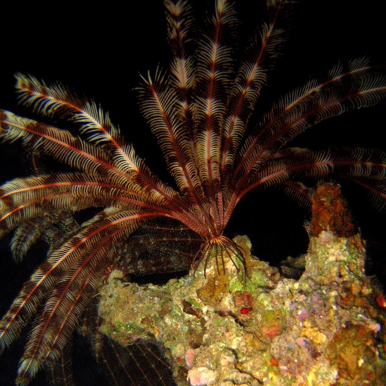 Морская лилия. Морская лилия.