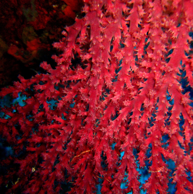 Горгонария. Горгонария.