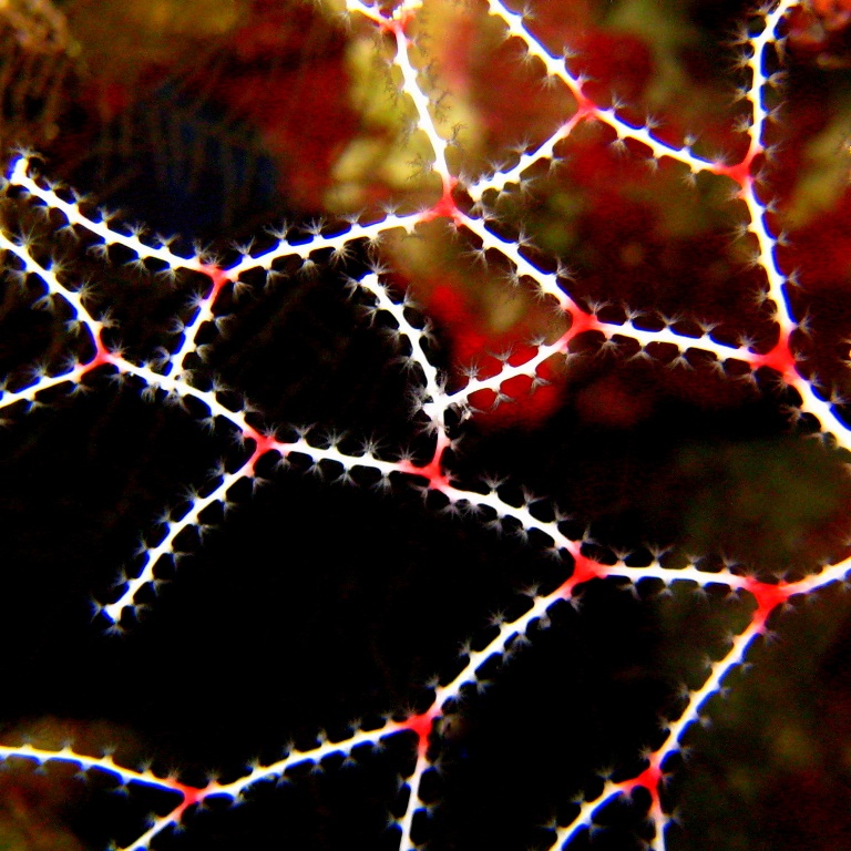 Нежная Акабария. Нежная Акабария.