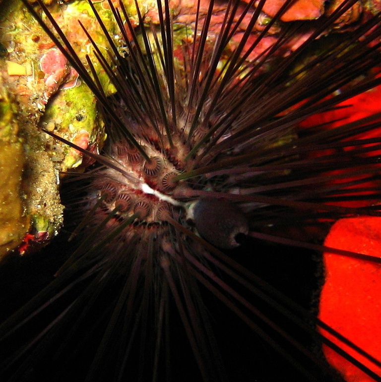 Диадемовый морской ёж. Диадемовый морской ёж.