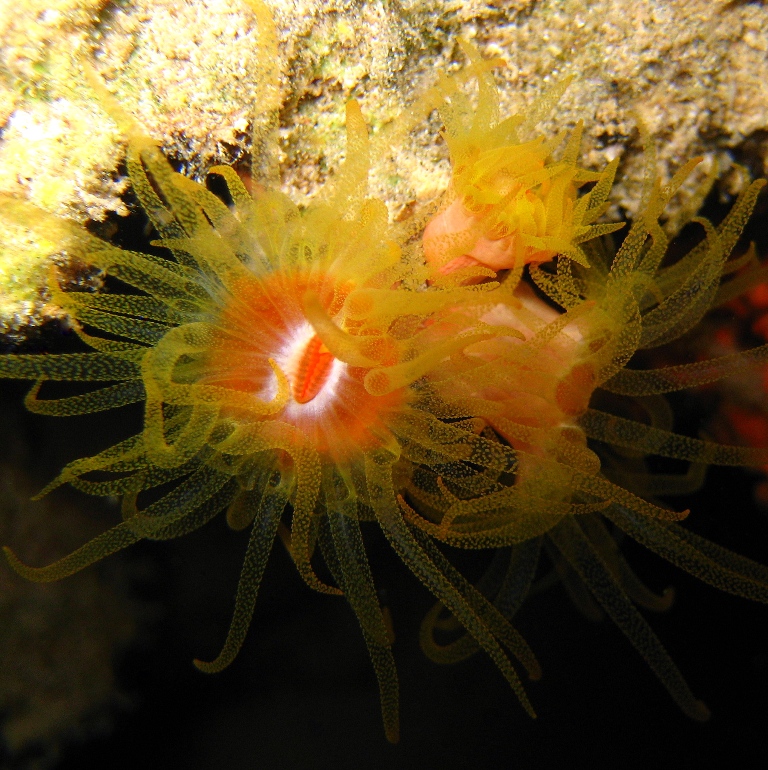 Солнечный коралл. Солнечный коралл.