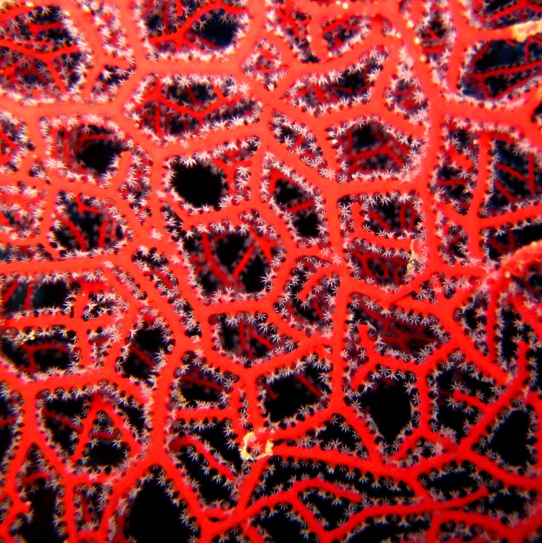 Горгонария. Горгонария.