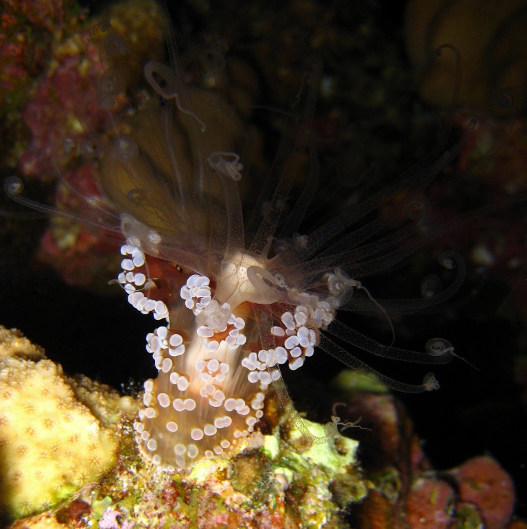 Актиния Драгоценная Алиция. Актиния Драгоценная Алиция.