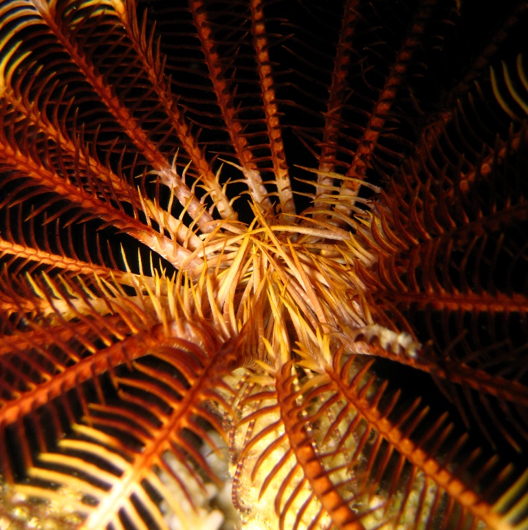 Морская лилия. Морская лилия.