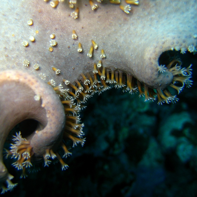 Кожистый коралл. Кожистый коралл.