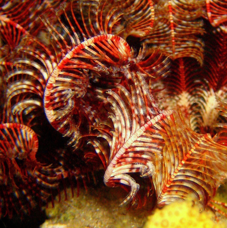 Морская лилия. Морская лилия.