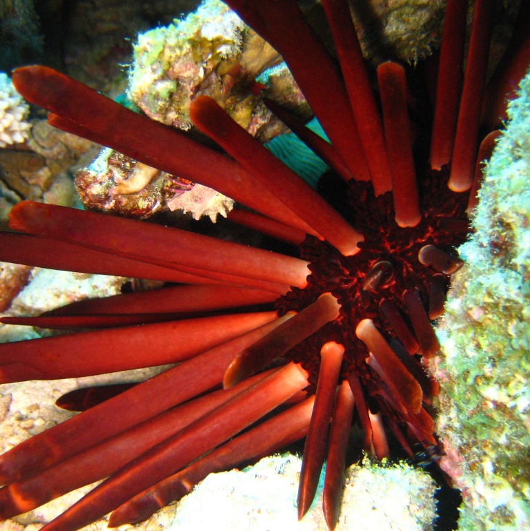 Морской ёж. Морской ёж.