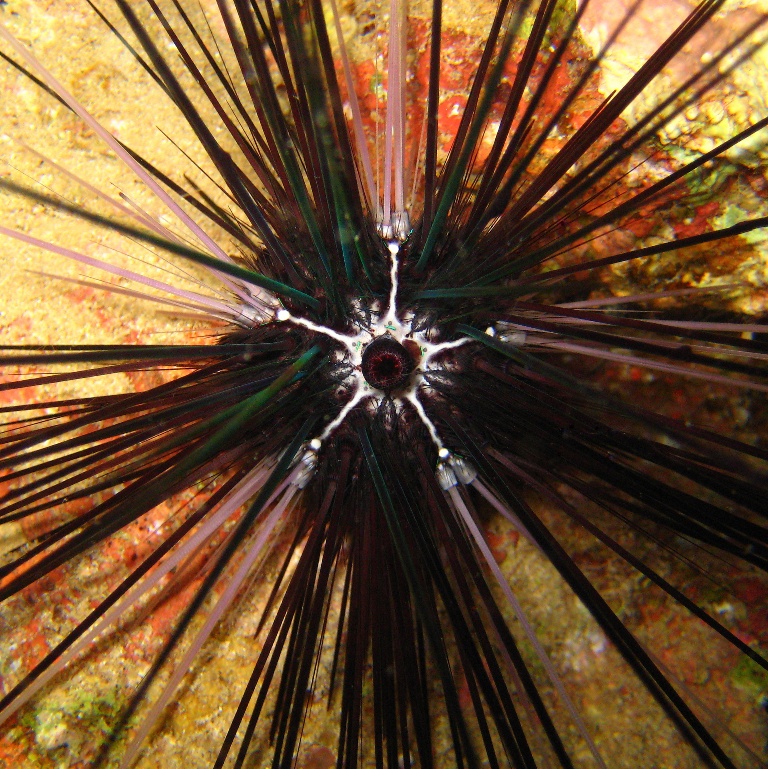 Морской ёж. Морской ёж.