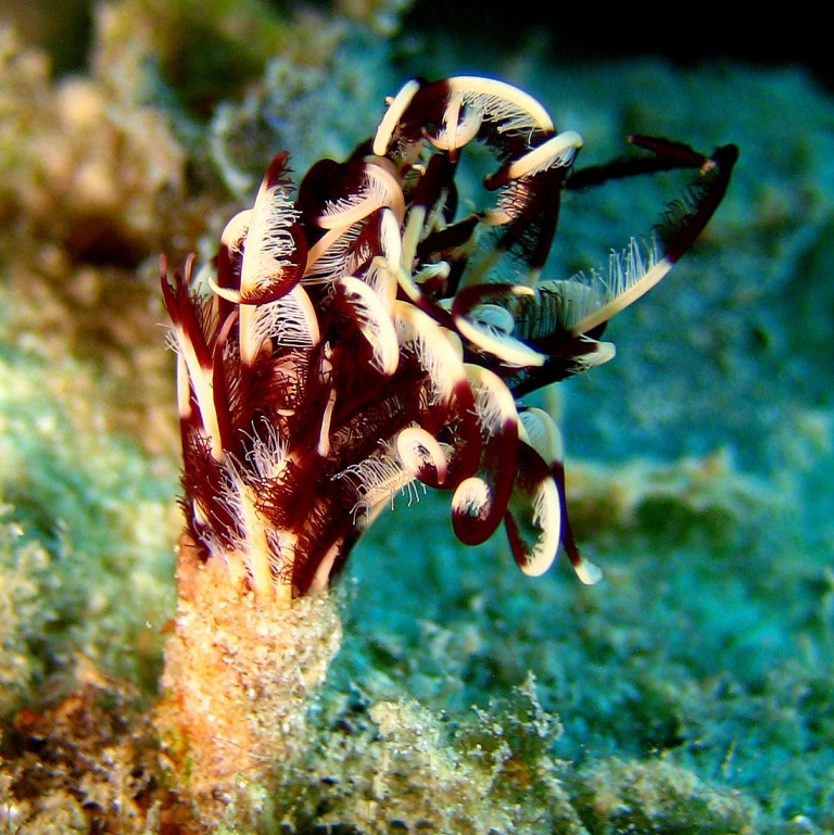 Морской трубчатый червь. Морской трубчатый червь.