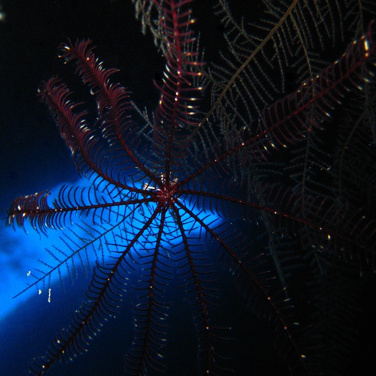 Десятилучевая лилия. Десятилучевая лилия.