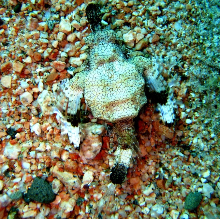 Пегас-Дракон. Пегас-Дракон.