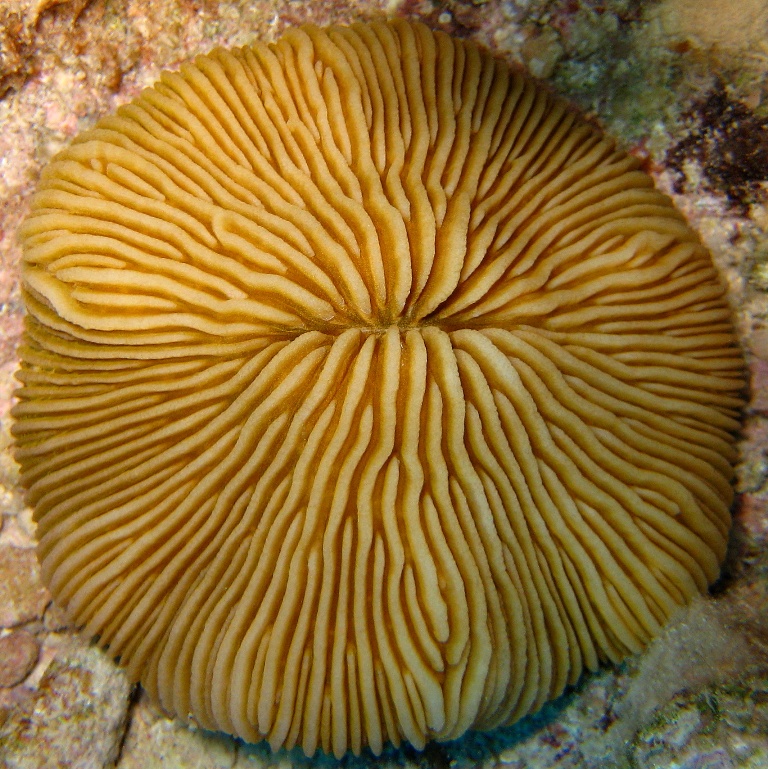 Грибовидный коралл. Грибовидный коралл.