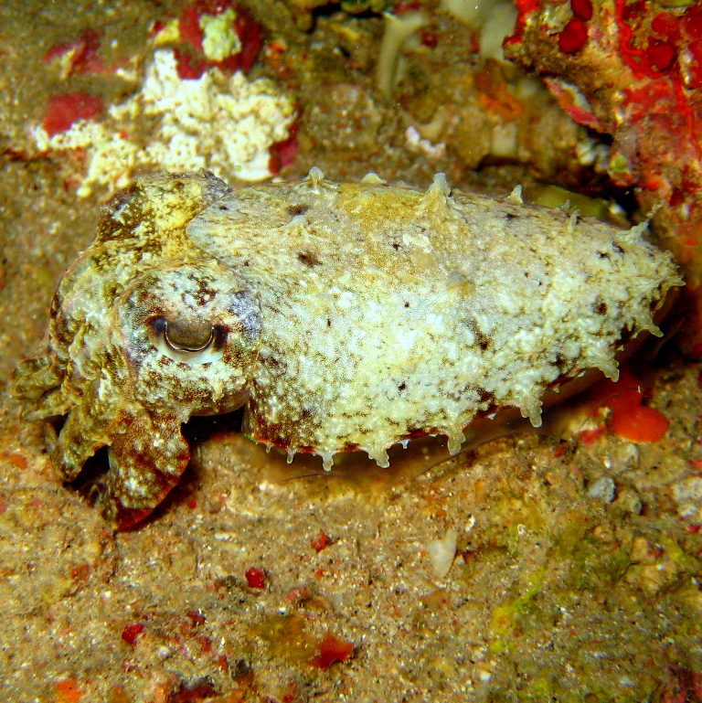 Каракатица. Каракатица.