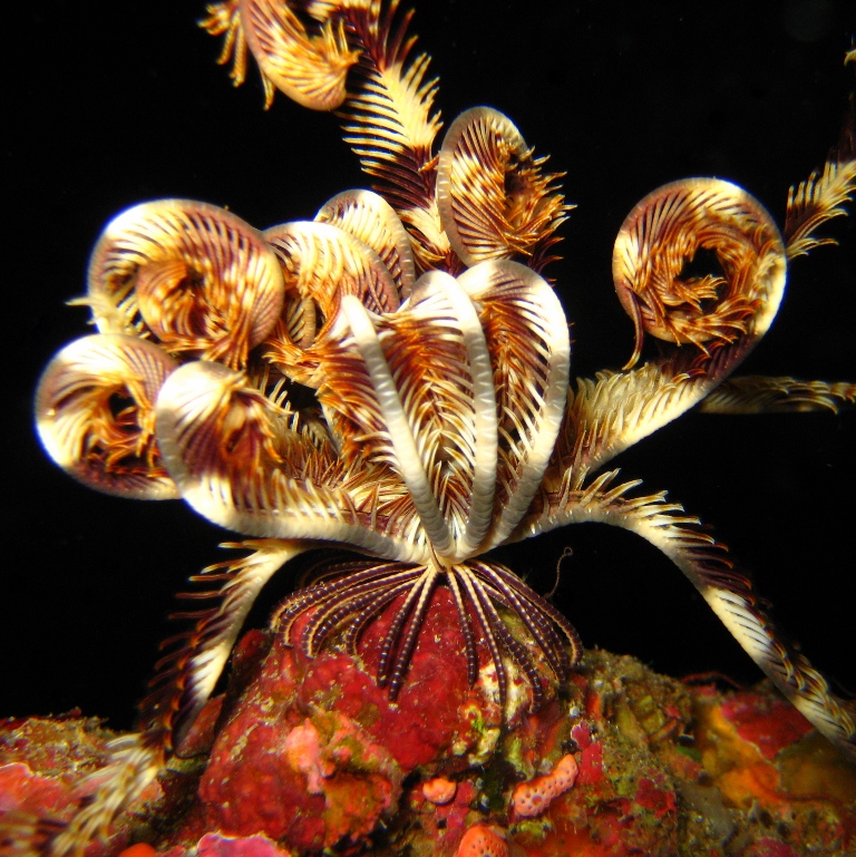 Морская лилия. Морская лилия.