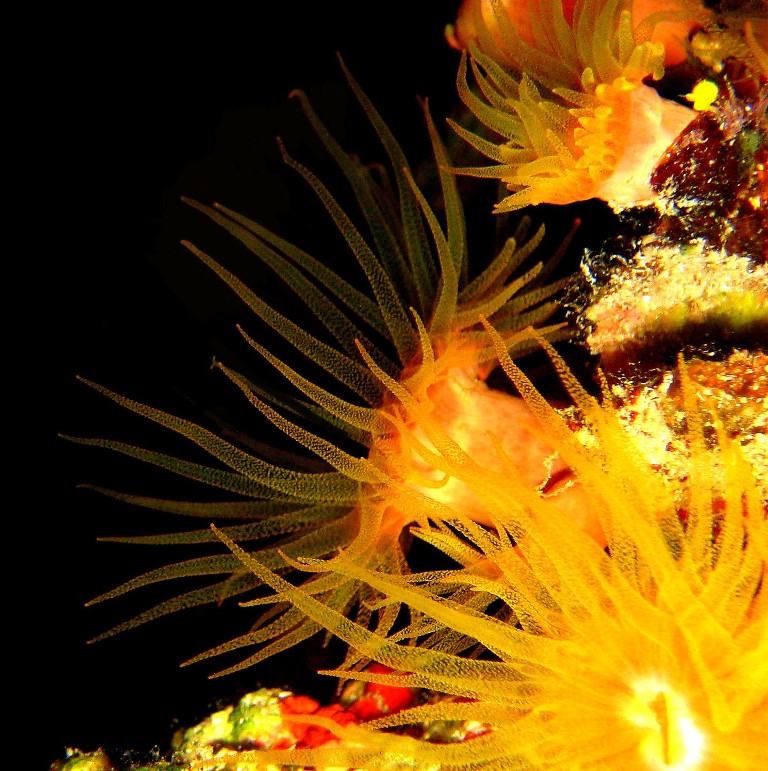 Солнечный коралл. Солнечный коралл.