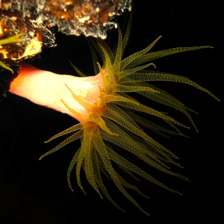 Солнечный коралл. Солнечный коралл.