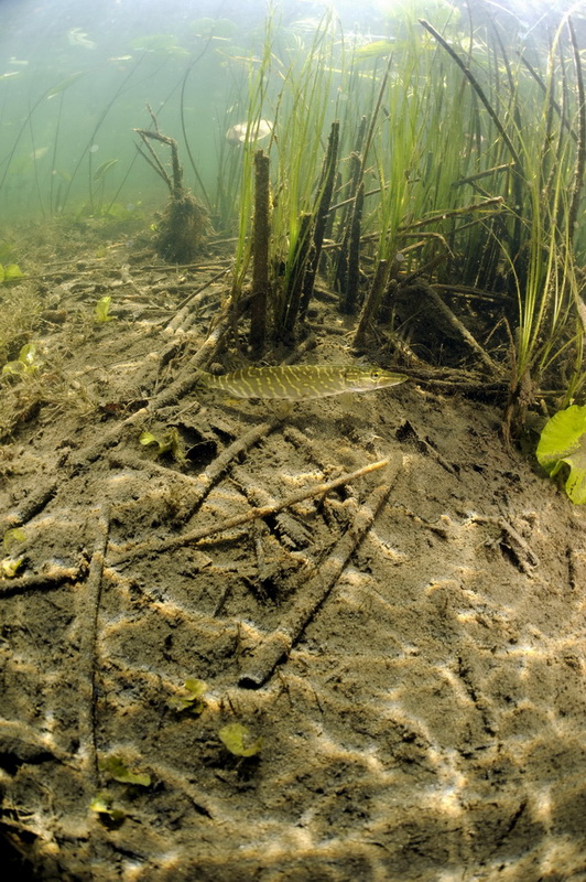 Озеро Белое 2011