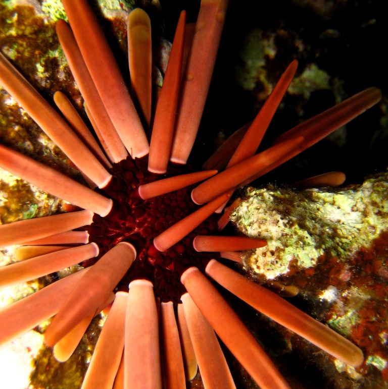 Морской ёж. Морской ёж.