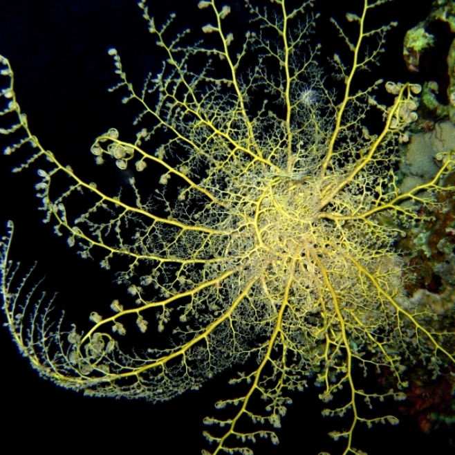 Горгоноцефал, офиура. Горгоноцефал, офиура.