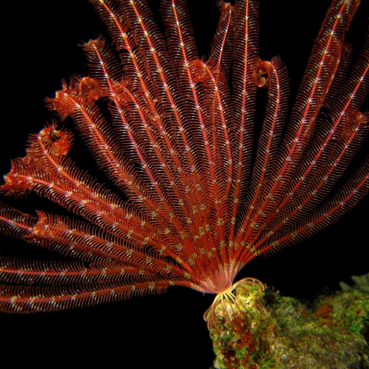 Морская лилия. Морская лилия.