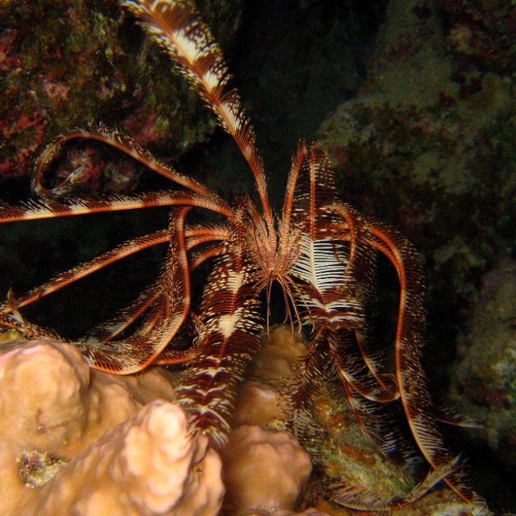 Морская лилия. Морская лилия.