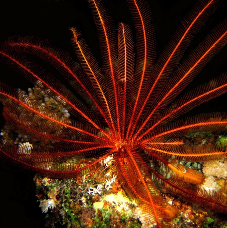 Морская лилия. Морская лилия.