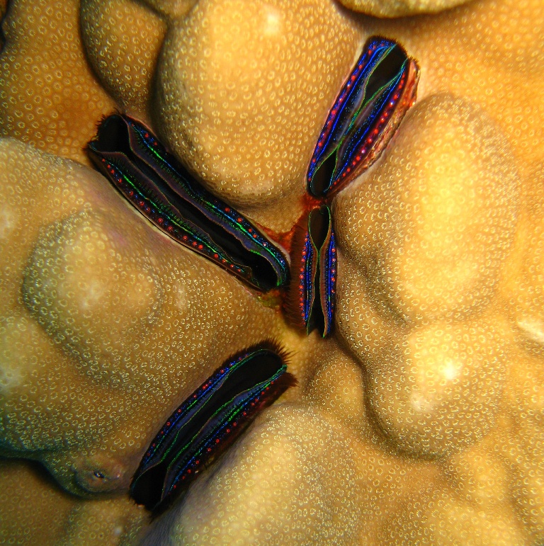 Коралловые гребешки. Коралловые гребешки.