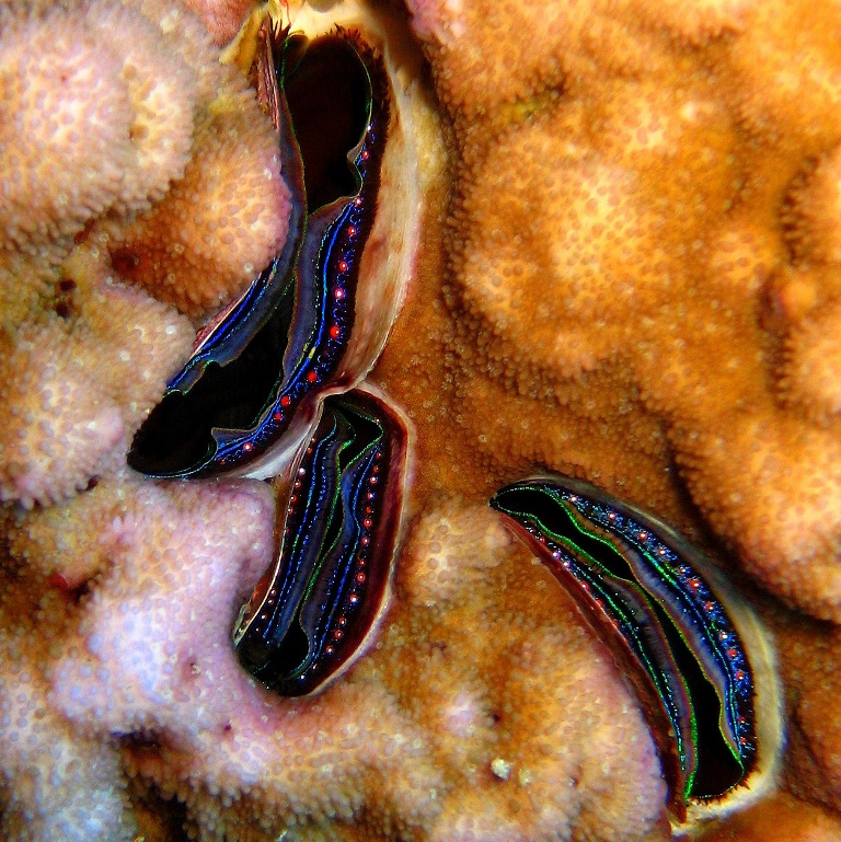 Коралловые гребешки. Коралловые гребешки.