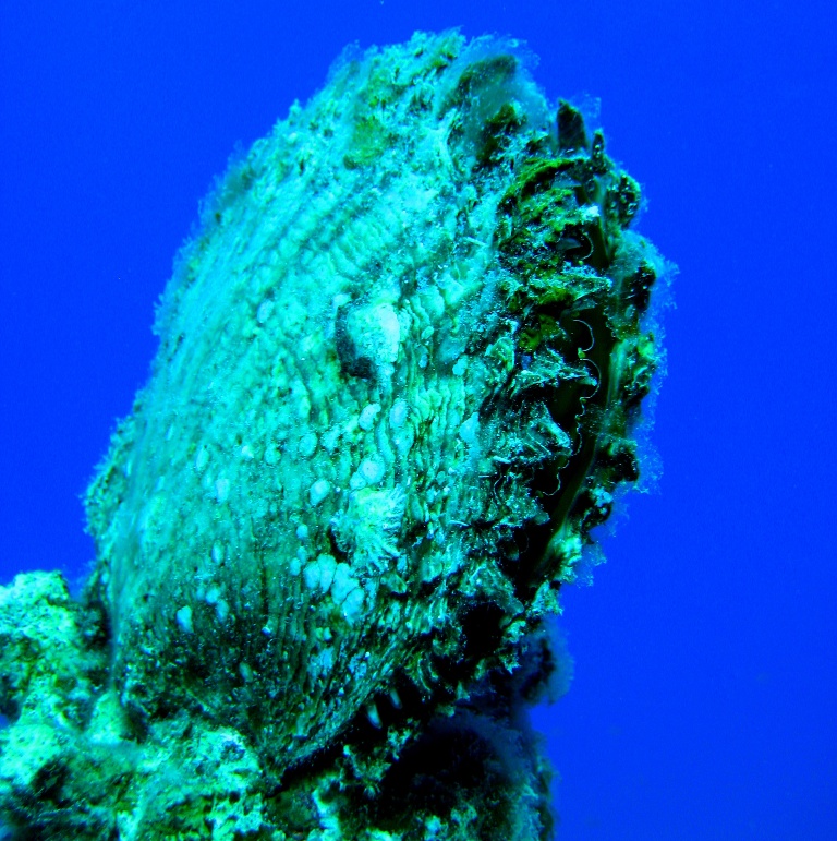 Жемчужница. Жемчужница.