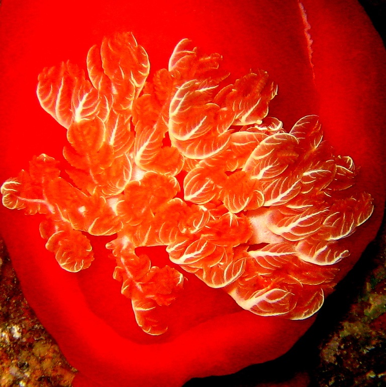 Испанский танцор. Испанский танцор.