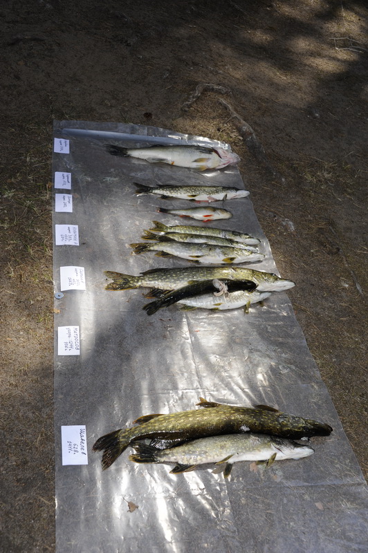 Охота Копанское 2011