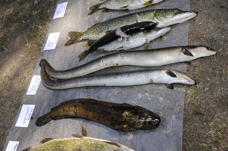 Охота Копанское 2011