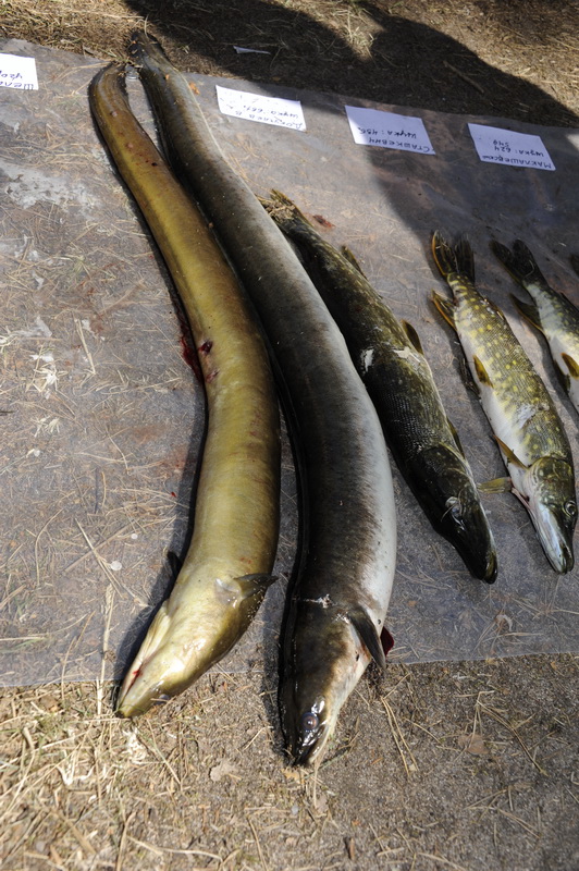 Охота Копанское 2011 Охота Копанское 2011