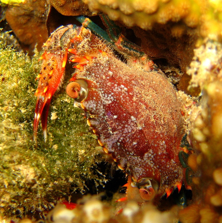 Краб-плавунец. Краб-плавунец.