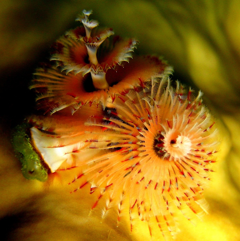 Морской трубчатый червь. Морской трубчатый червь.