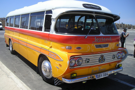 мальтийский басик мальтийский басик