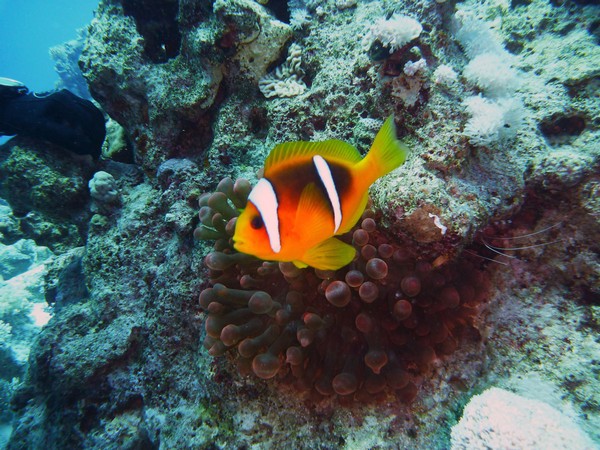 Сафари 07-2011