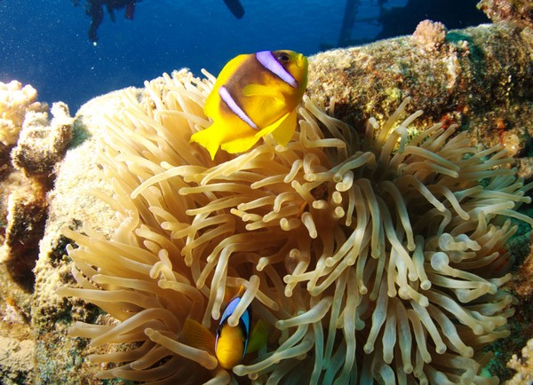 Сафари 07-2011