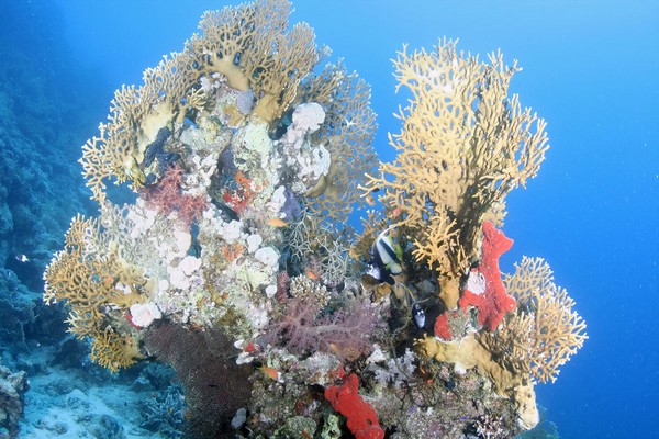 Сафари 07-2011