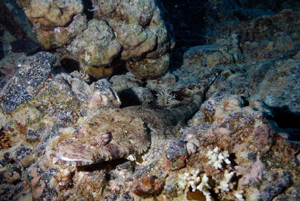 Сафари 07-2011