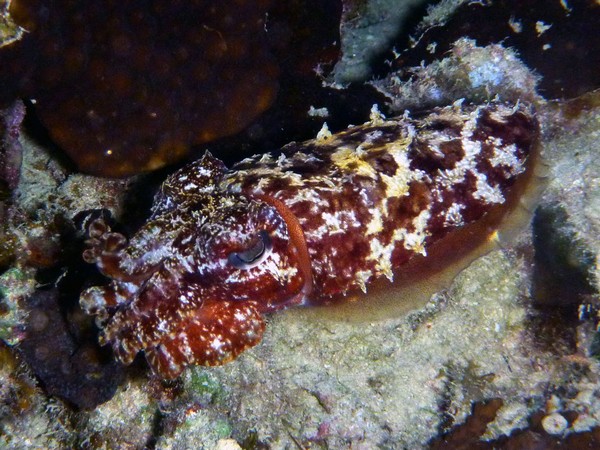 Сафари 07-2011